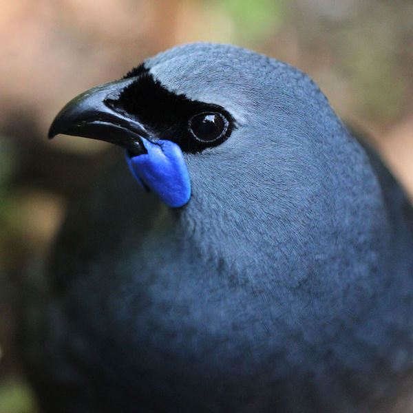 Ark in the Park Kokako